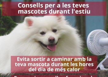 Consells per a les teves mascotes durant l'estiu