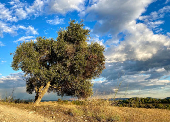 Gener: Camí de Sant Ermengol