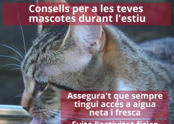 Consells per a les teves mascotes durant l'estiu