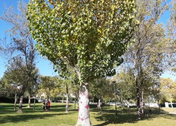 Vestim els arbres de color violeta i recordem les víctimes de les violències masclistes