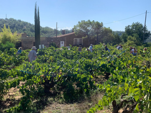 Un centenar de persones gaudeixen de la Verema Solidària al Celler de Can Morral del Molí