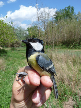 Mallerenga carbonera (Parus major) fotografiada durant les tasques d’anellament d’ocells a Abrera