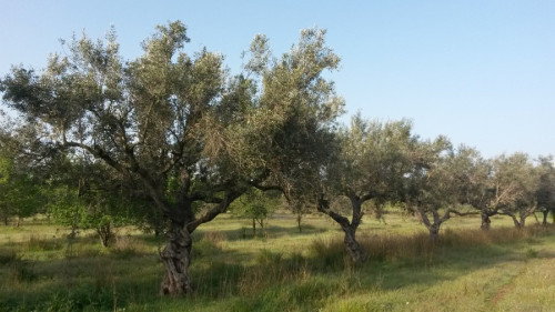 Posem en valor els paisatges culturals d'Abrera. Varietat d’olivera becaruda o becarut