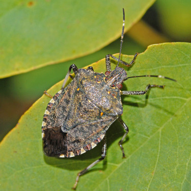 Una nova plaga introduïda ataca els arbres fruiters, ornamentals i conreus hortícoles