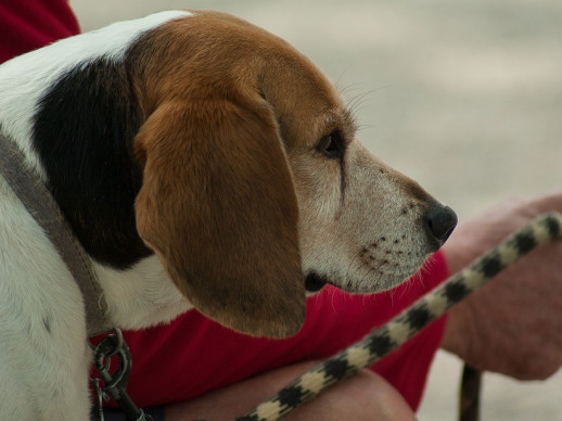 Vetllem pels drets de les nostres mascotes i les obligacions dels seus propietaris i propietàries. Per una Abrera neta!