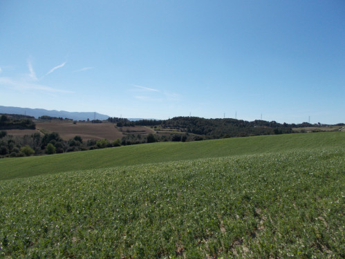 Camps de cultiu a la zona de Sant Ermengol, Abrera.